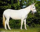 Mule