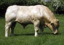 Bull