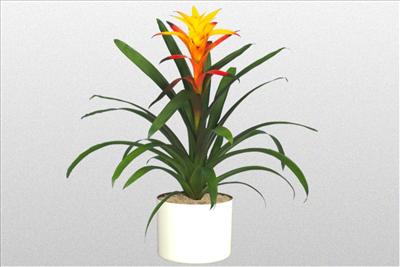Bromeliad