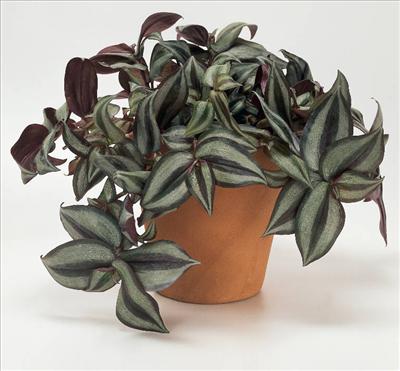 Wandering Jew