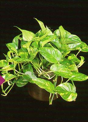 Golden Pothos