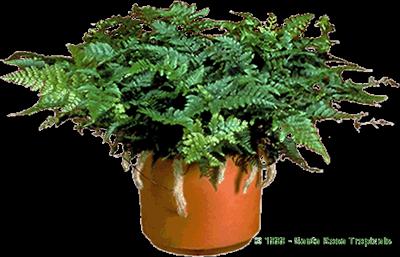 Rabbits Foot Fern
