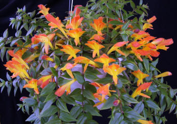 Goldfish Plant