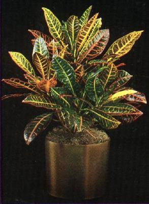 Croton