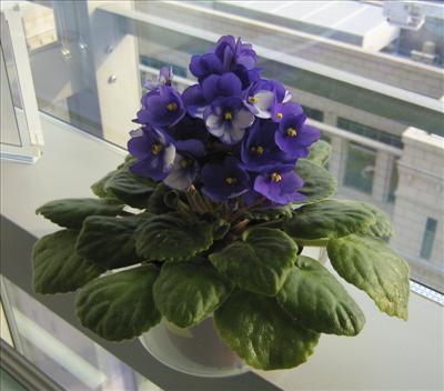 African Violet