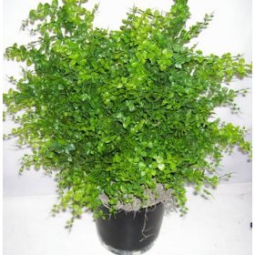 Maidenhair Fern