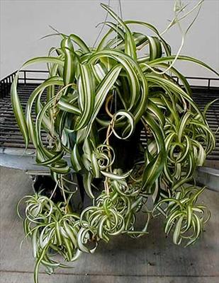 Spider Plant