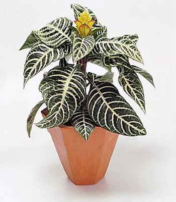 Zebra Plant