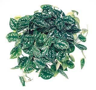 Satin Pothos