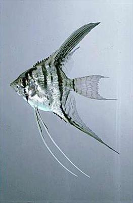 Melek Cichlid