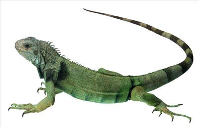 İguana