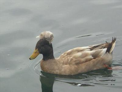Afro-duck
