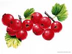 Üzüm