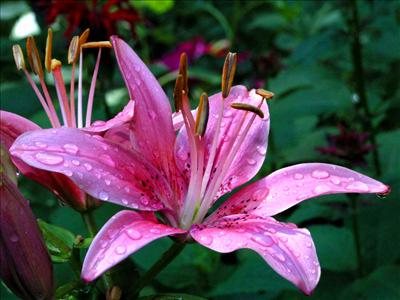 lily