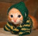 YAVRU KEDİ