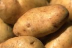 Potato
