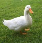 Duck 
