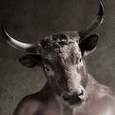Minotaur