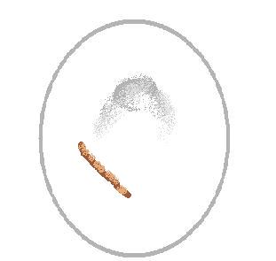 Pencil
