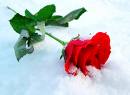 Snow rose