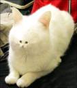 Bob