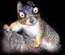 Rabid Squirrel