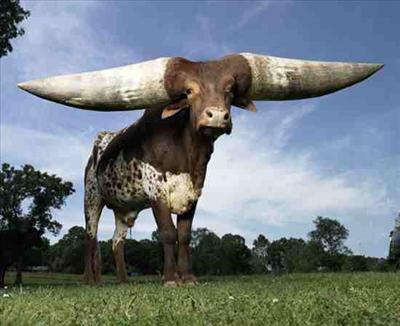 Cow With Erectile Dysfunction