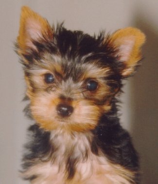 A Puppy