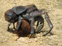 Super Crab Pinch!