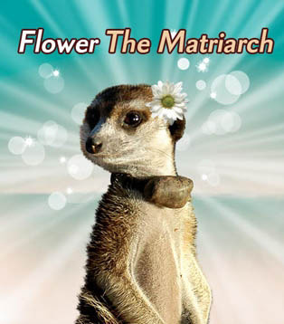 Flower Meerkat From Meerkat Manor Series