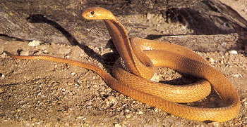 Bad Dangerous Cobra