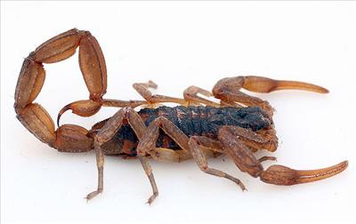 Tasty Scorpion