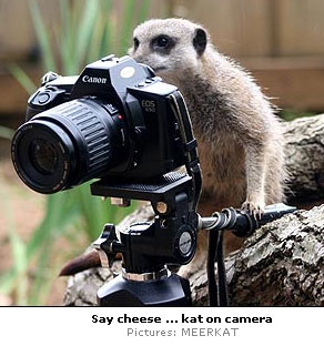 Meerkat On Camera