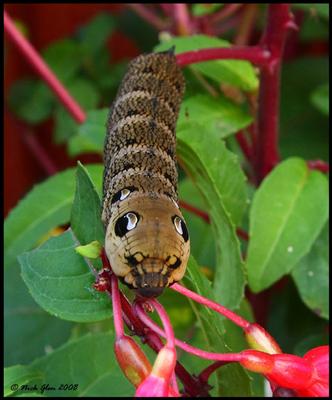 Delicious Caterpillar