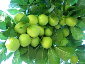 ERİK