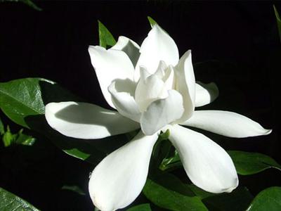 GARDENYA