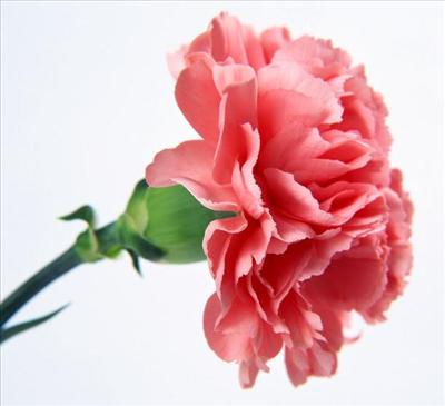KARANFİL (PEMBE)