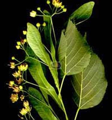 IHLAMUR
