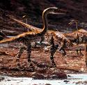 Ceolophysis