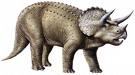 Triceratops