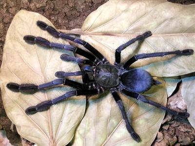 Lampropelma sp.