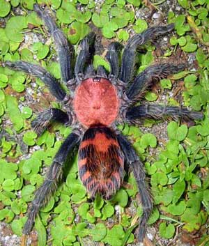 Cyclosternum fasciatum