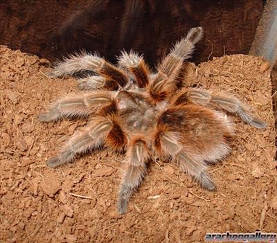 Grammostola rosea