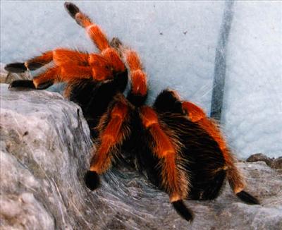 Brachypelma boehmei