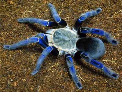 Haplopelma lividum