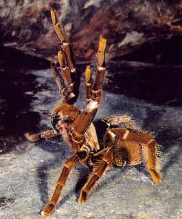 Hysterocrates gigas
