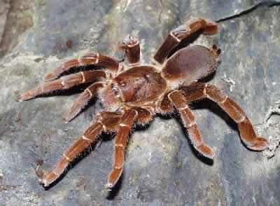 Citharischius crawshayi