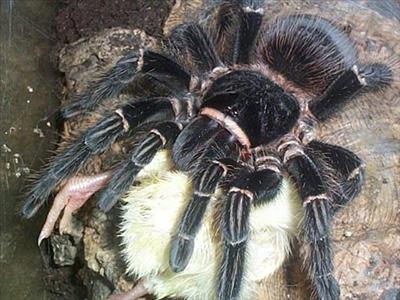 Lasiodora parahybana