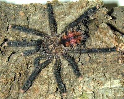 Avicularia urticans