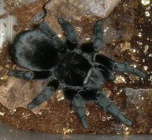 Grammostola pulchra